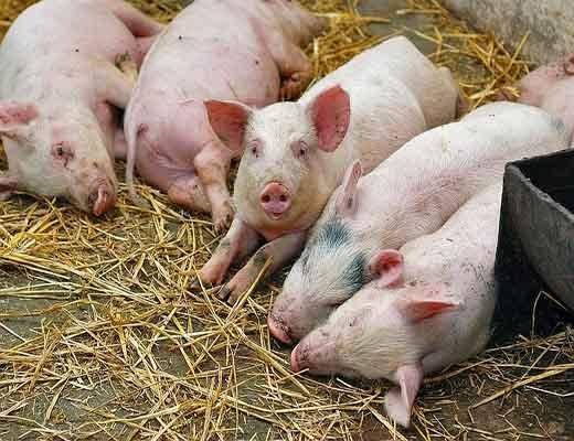 Болезни свиней и поросят: симптомы, признаки, лечение, фото