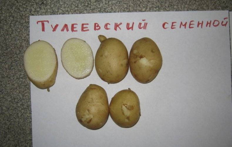 Картофель тулеевский: описание сорта, выращивание и уход