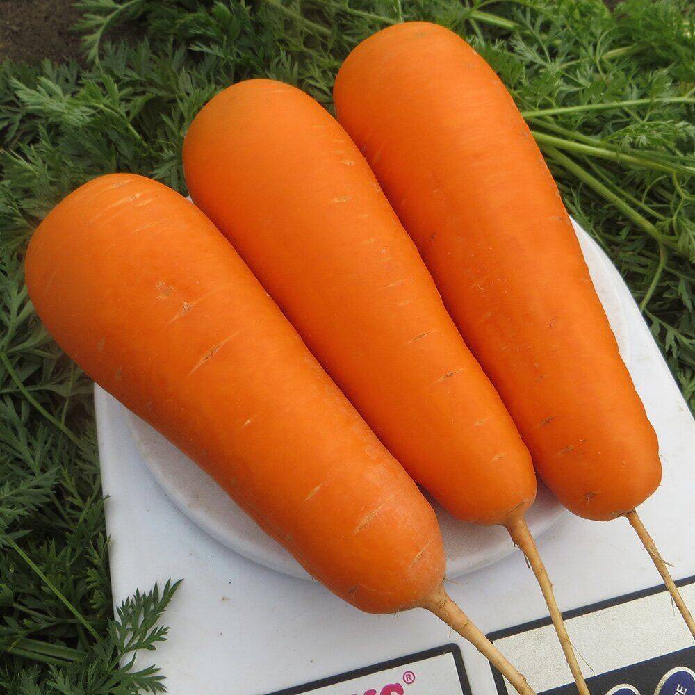Морковь красный великан: особенности выращивания и ухода