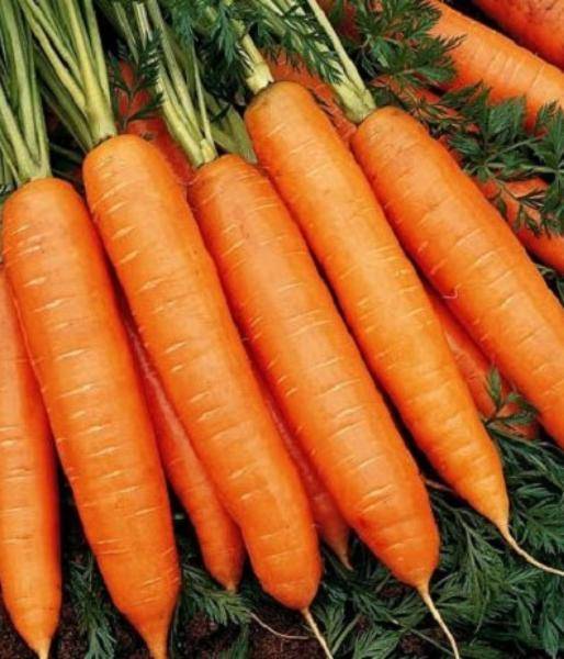 Морковь нандрин f1