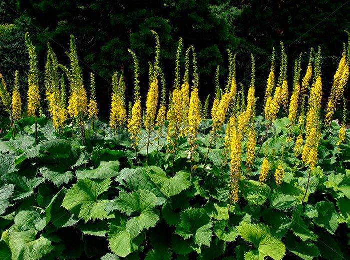 Огненный цветок бузульник: виды и правила выращивания на участке
