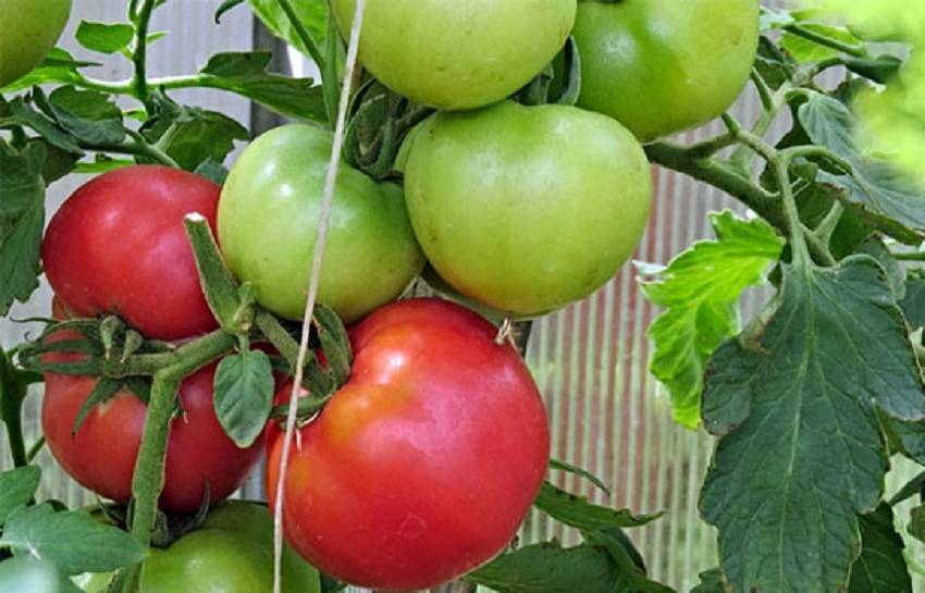 Выращивание, характеристика и описание сорта томата пинк парадайз