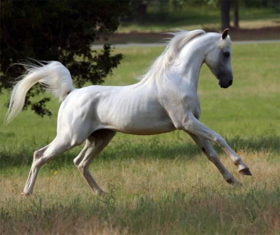 Арабская порода лошадей: история, типы и фото