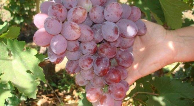 «таежный» — виноград устойчивый к холоду