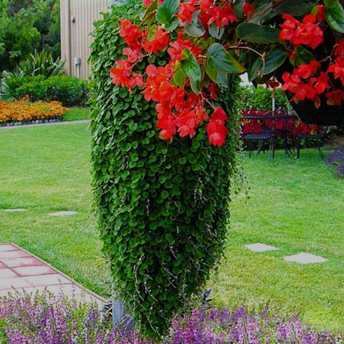 Цветок серебристый водопад дихондра: выращивание в домашних условиях