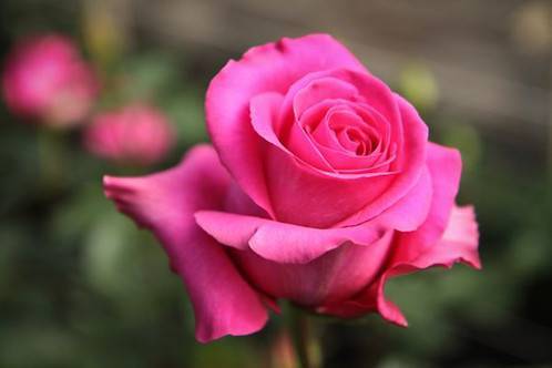 Роза pink floyd (пинк флойд): описание сорта розового цвета, фото