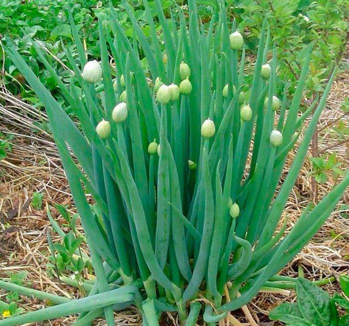 Лук-батун: секреты выращивания из семян