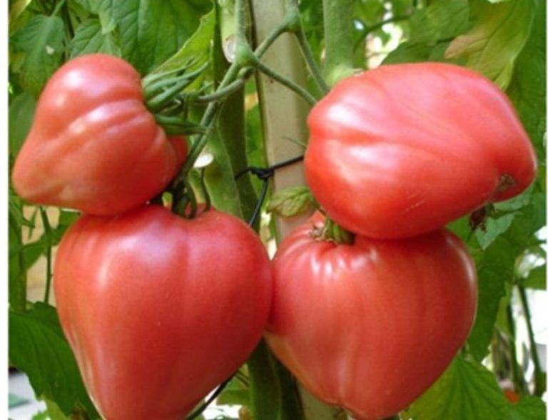 Томат "орлиный клюв": описание и характеристики сорта, рекомендации по выращиванию и фото плодов-помидоров