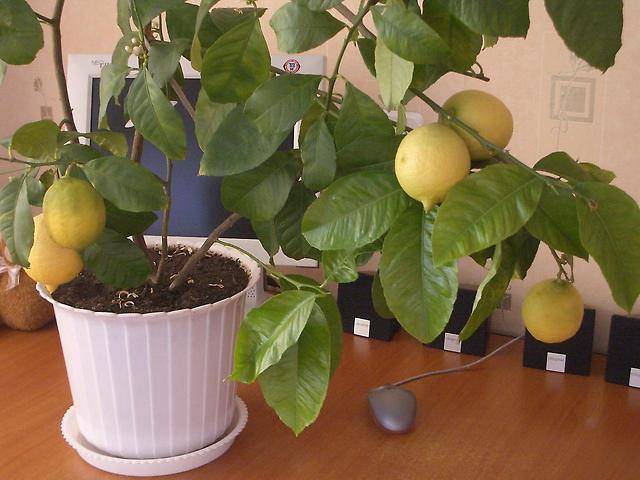 Павловский лимон — особенности ухода в домашних условиях