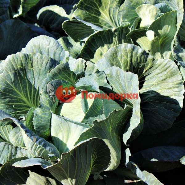Капуста мензания f1: особенности и характеристика сорта, выращивание и уход
