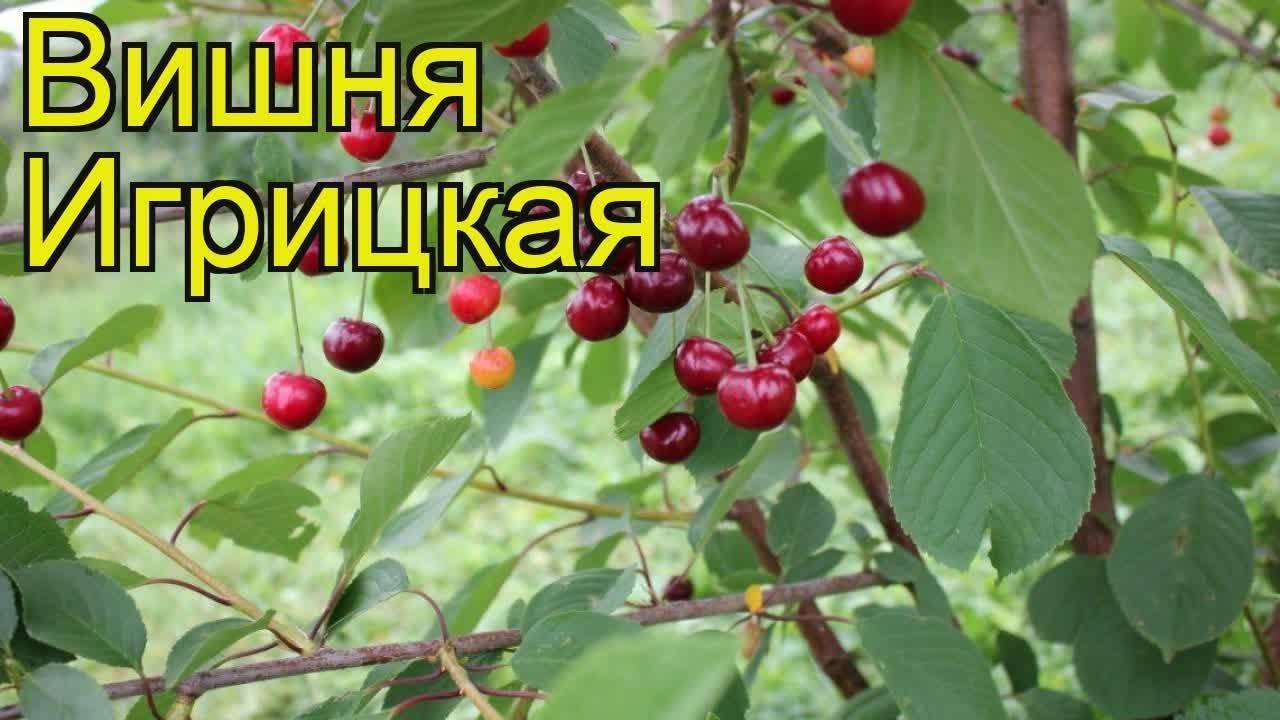 Вишня молодежная - описание сорта, фото, посадка и уход, опылители