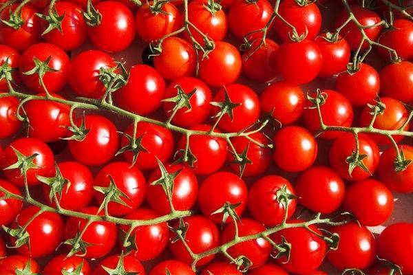 Томат черри "вишня красная" : описание сорта, его характеристики и фото, а также секреты  выращивания