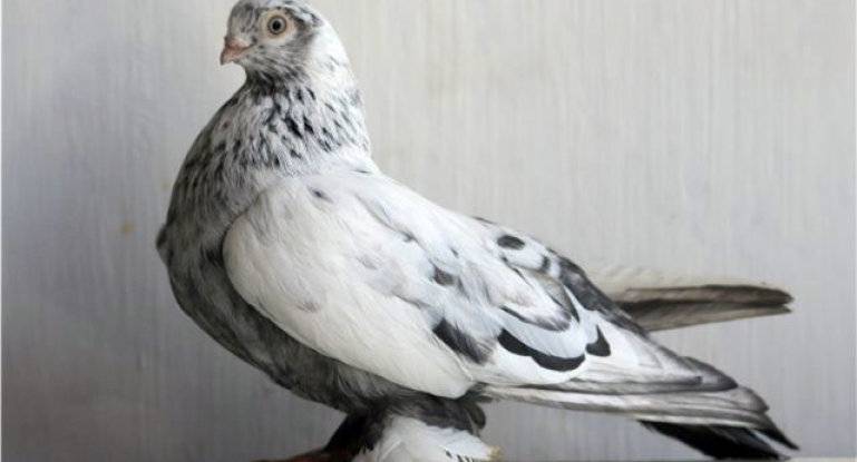 Самые популярные породы высоколётных голубей