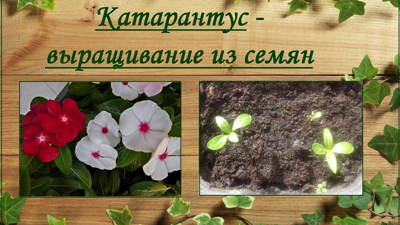 Катарантус многолетний- как вырастить из семян на дачном участке