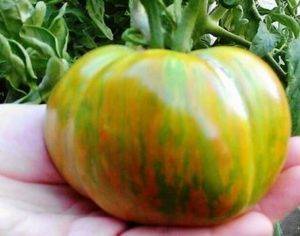 Выращивание томата малахитовая шкатулка