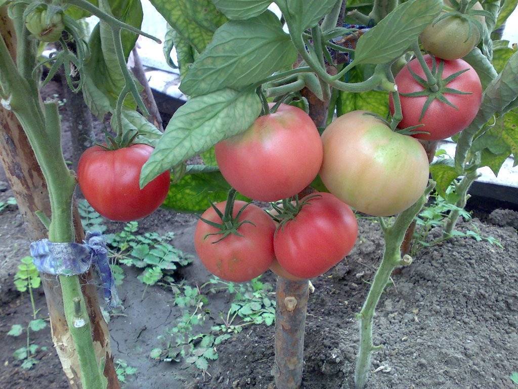 Урожайный томат розовый слон: описание сорта