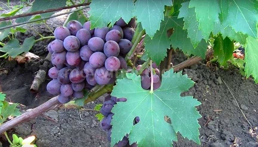 Описание сорта винограда заря несветая: фото, видео и отзывы | vinograd-loza