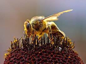 Кто такой трутень у пчел: особенности, значение в улье и важность трутня