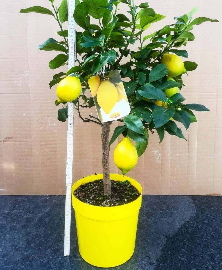 Комнатный лимон: описание и уход в домашних условиях