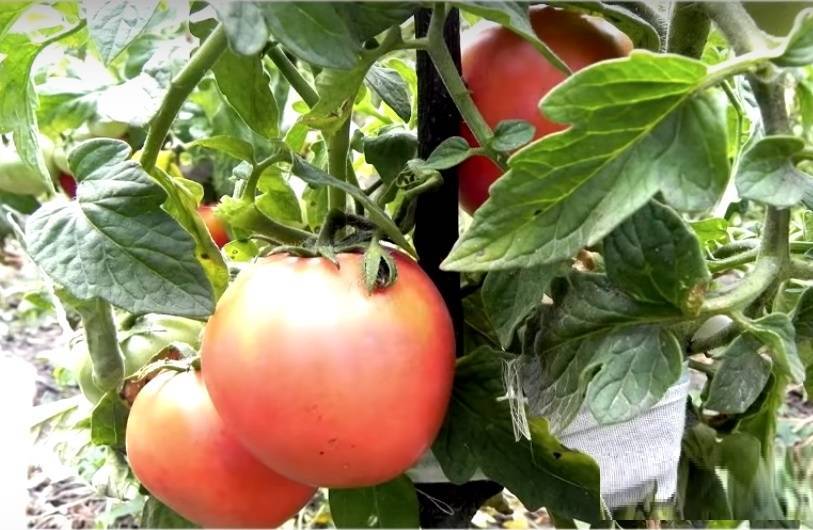 Пасынкование низкорослых томатов