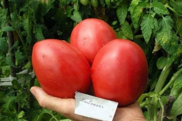 Характеристика и описание сорта томата сластена, его урожайность