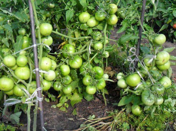 Сорт помидоров толстый джек – ранний, неприхотливый, вкусный