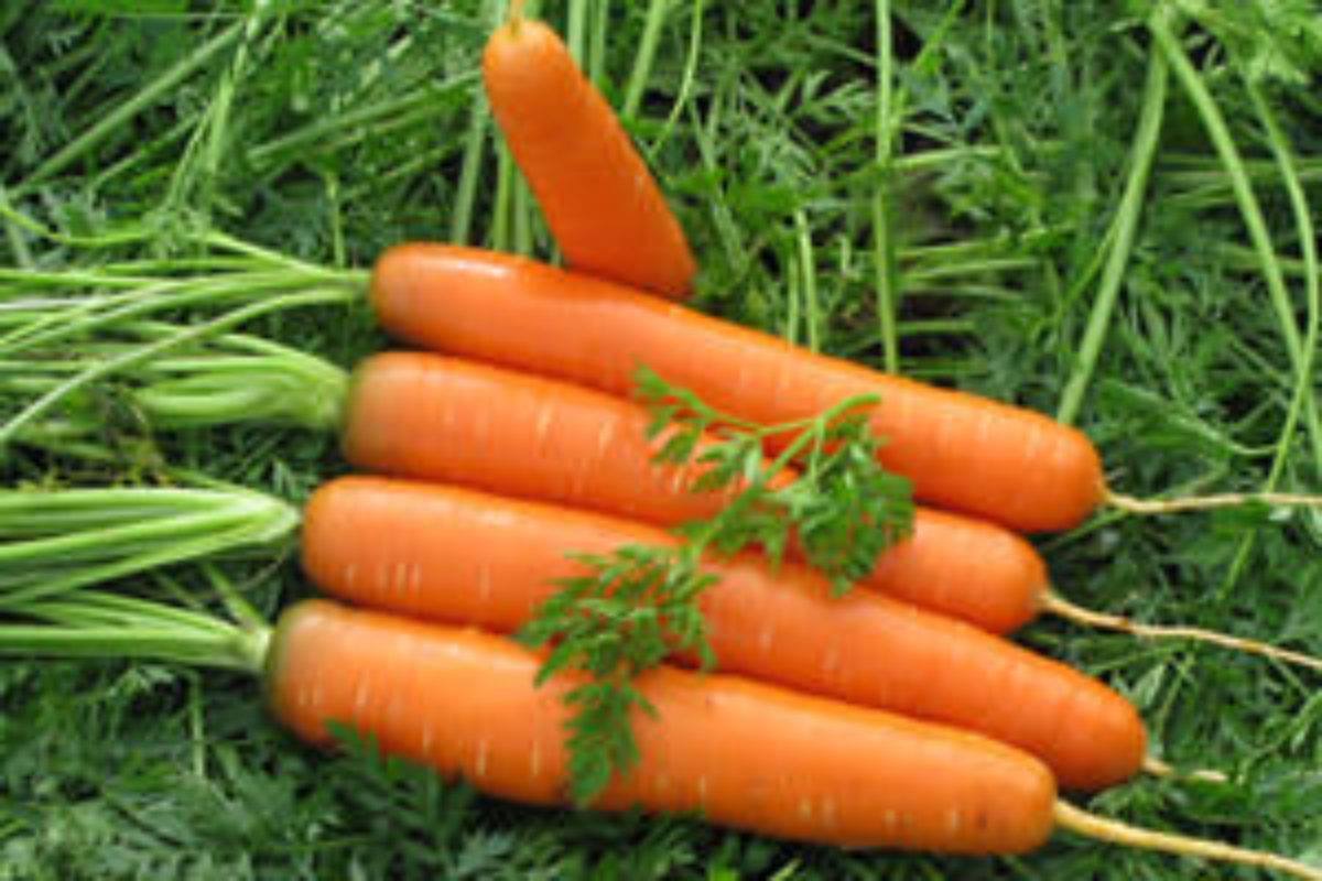 Популярные сорта моркови