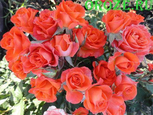 Роза флорибунда herzogin christiana (герцогиня кристиана) | о розе