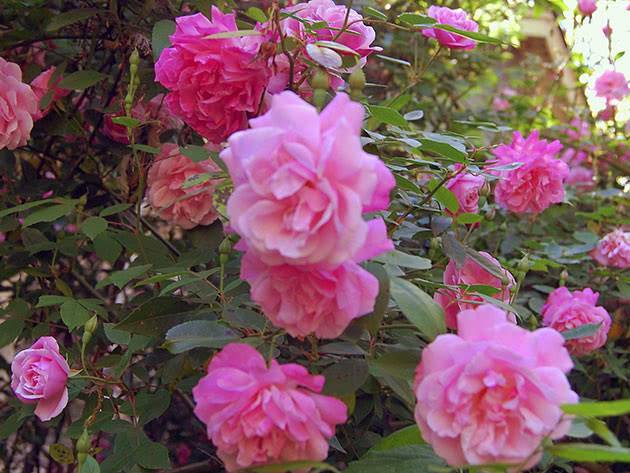 Вьющаяся плетистая роза: посадка и уход в открытом грунте, фото и использование эффектного растения для вертикального озеленения