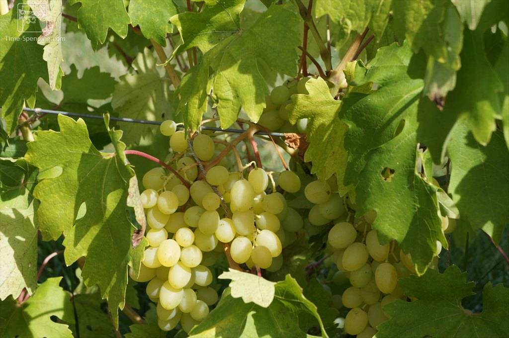 Виноград благовест: описание сорта, фото и отзывы садоводов