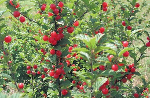 Войлочная вишня: сорта, выращивание и уход