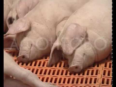 Африканская чума свиней – до патогенеза