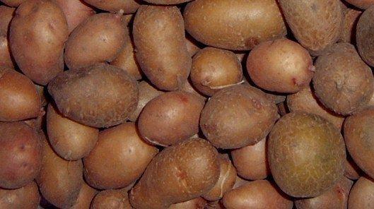 Сорт картофеля «взрывной». особенности выращивания и отзывы