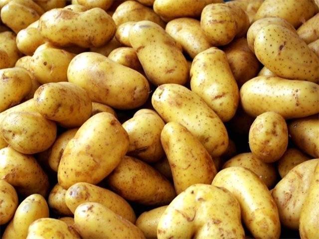 Сорт картофеля взрывной: характеристика, отзывы, выращивание