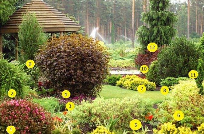 4 способа, как красиво разместить декоративные кустарники в саду