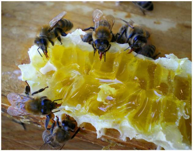 Какое количество меда нужно оставлять на зиму пчелам