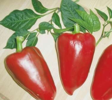 Семена перца болгарского для сибири — лучшие сорта: фото, отзывы