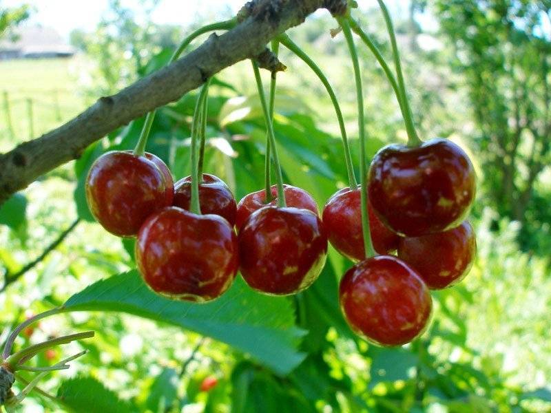Почему сохнут ягоды вишни: на дереве, на ветках, после созревания