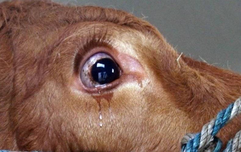Телязиоз — причина слезотечения у коров