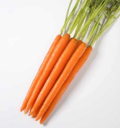 Морковь бангор — описание сорта, фото, отзывы, посадка и уход