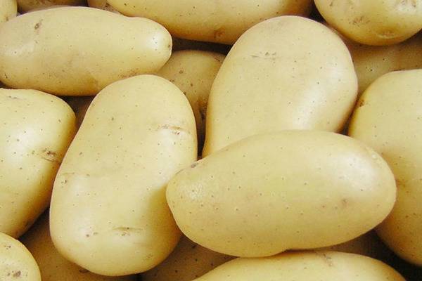 Картофель розалинд: описание и характеристика, особенности выращивания картофеля