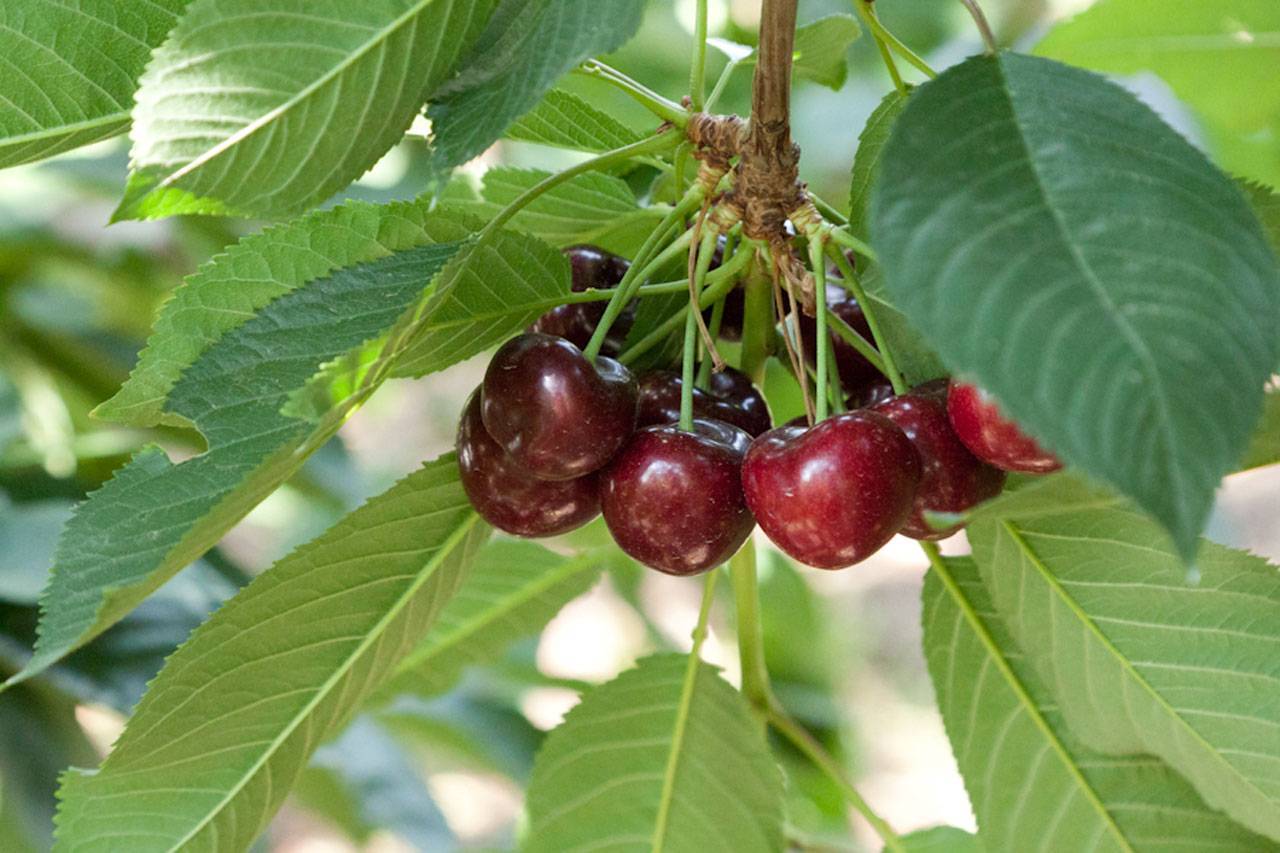 Почему вишня не плодоносит – 7 самых частых причин