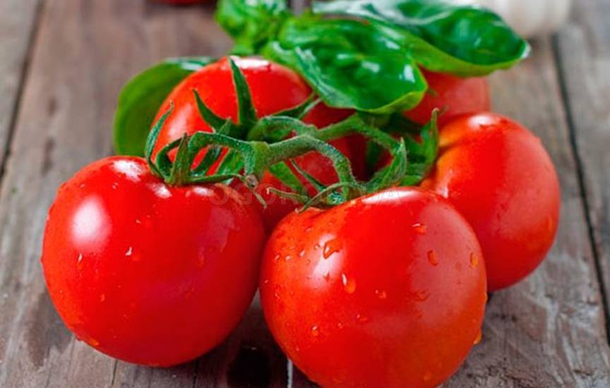Как посадить и вырастить томат «зимаревский великан»