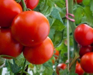 Описание сорта томата удачный и его характеристики