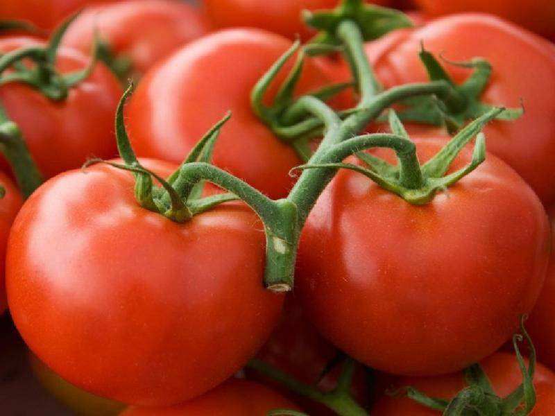 Томат "клуша" (супер клуша): характеристика и описание сорта помидор, фото поспевших плодов, как выращивать в открытом грунте и теплице?