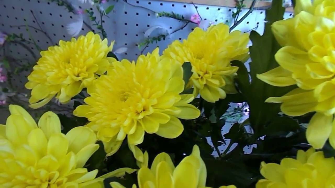 Правила посадки и выращивания крупноцветковых хризантем