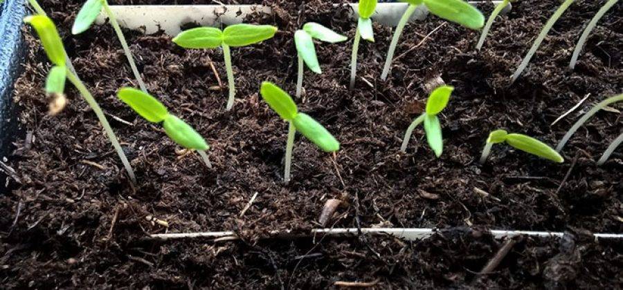 Как посеять и вырастить рассаду баклажанов