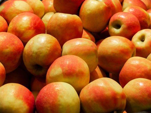 Яблоня «серебряное копытце»: описание сорта и агротехника выращивания