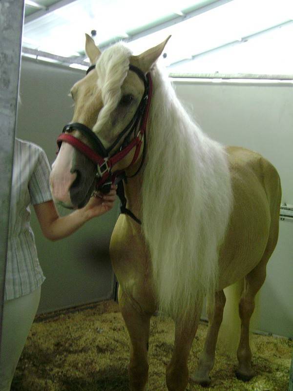 Татарские лошади (17 фото): особенности породы, происхождение, правила ухода