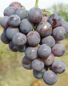 Виноград кардинал: описание сорта старой селекции, советы по выращиванию и уходу, отзывы